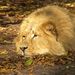 lazy lion