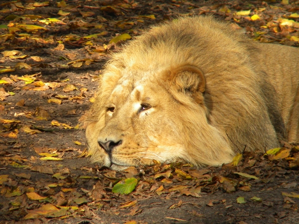 lazy lion