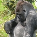 gorilla