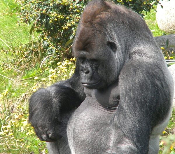 gorilla