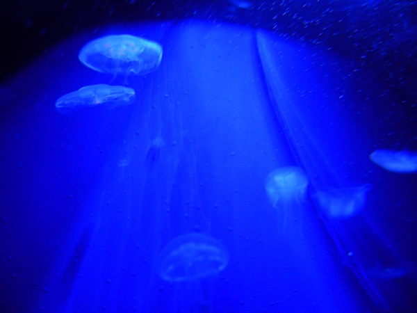 jellyfish