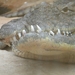 crocodile