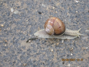 viapodiensis2007 158