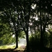 trees