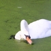 swan