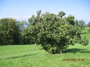 Via Gebennensis 2007 036