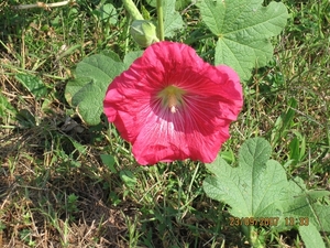 Via Gebennensis 2007 238
