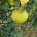 Via Gebennensis 2007 240