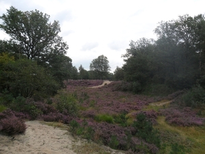 heide 2011 001