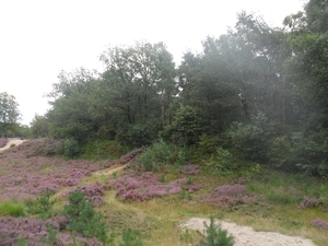 heide 2011 002