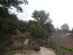 heide 2011 003