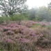 heide 2011 006