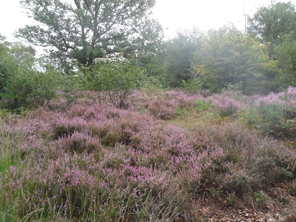 heide 2011 006