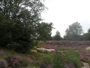 heide 2011 008