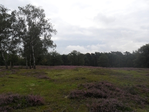 heide 2011 014