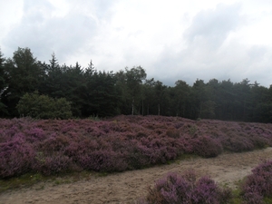 heide 2011 023