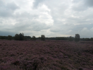 heide 2011 024