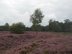 heide 2011 027