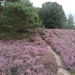 heide 2011 037
