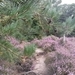 heide 2011 038