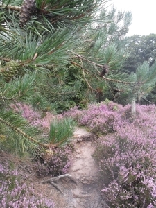 heide 2011 038