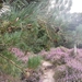 heide 2011 039