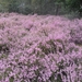 heide 2011 040