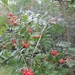 heide 2011 044