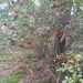heide 2011 046