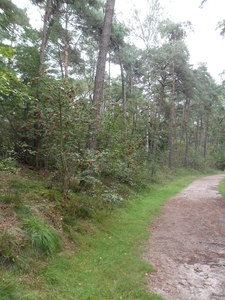 heide 2011 047