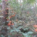 heide 2011 048