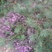 heide 2011 051