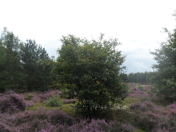 heide 2011 053