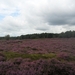 heide 2011 054