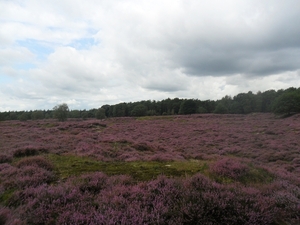 heide 2011 054