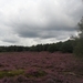 heide 2011 055