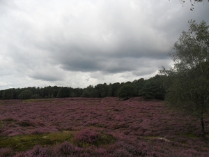 heide 2011 055