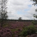 heide 2011 056