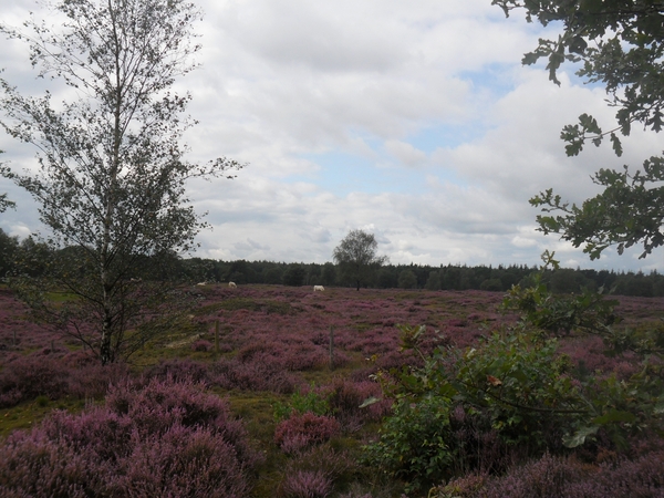 heide 2011 056