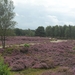 heide 2011 057
