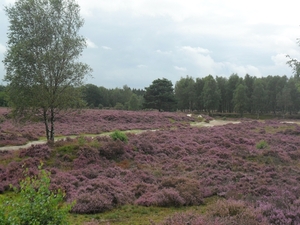 heide 2011 057