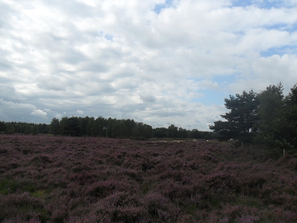 heide 2011 058