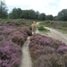 heide 2011 069