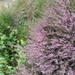 heide 2011 071