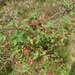 heide 2011 073