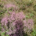 heide 2011 074