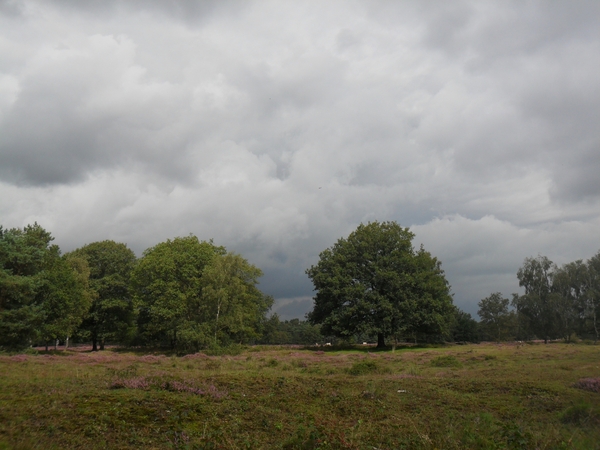 heide 2011 076