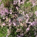 heide 2011 075