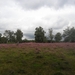 heide 2011 080
