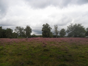 heide 2011 080